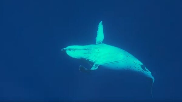 Горбатый кит спас женщину от акулы - 俄罗斯卫星通讯社