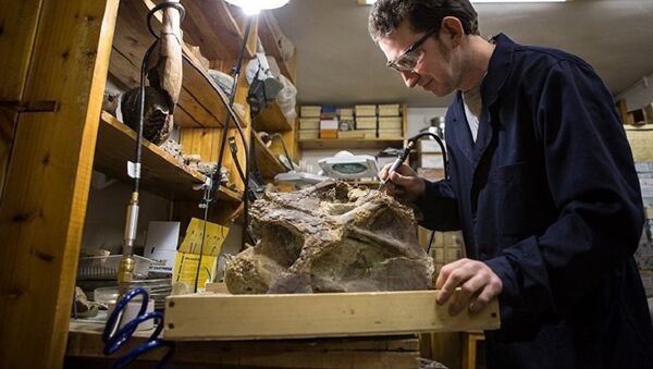 Ученый изучает окаменелые останки титанозавра - 俄罗斯卫星通讯社