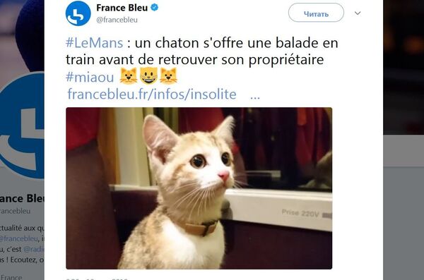 法国小猫坐火车寻主人 法国小猫坐火车寻主人 - 俄罗斯卫星通讯社