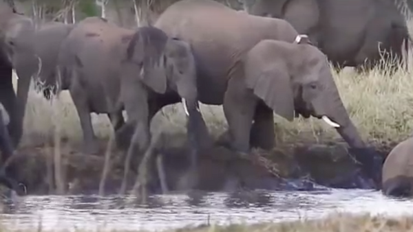 视频拍下一头愤怒的大象进攻河马的场面 - 俄罗斯卫星通讯社