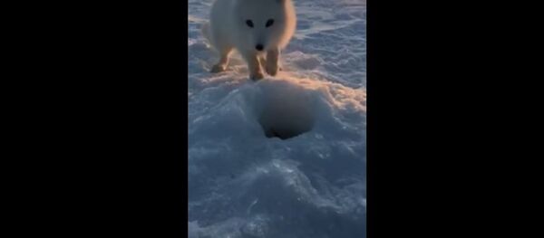 一隻北極狐偷偷走近漁民並偷走了他捕獲的獵物 - 俄羅斯衛星通訊社