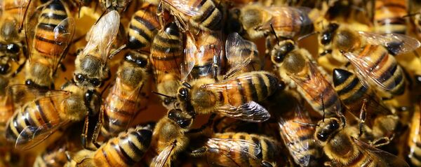 蜜蜂 - 俄罗斯卫星通讯社