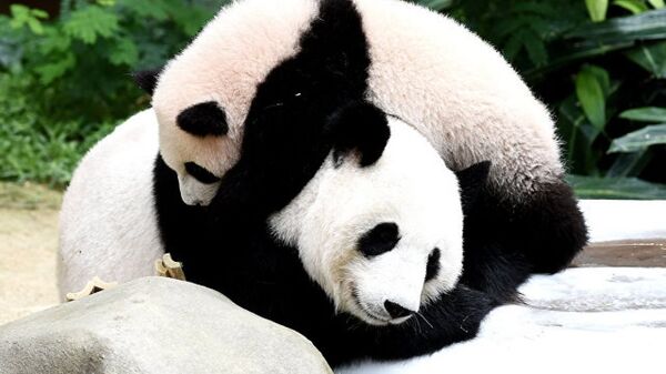 中联部部长希望大熊猫能很快重返华盛顿 - 俄罗斯卫星通讯社