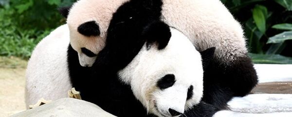 中国国家主席习近平赠送芬兰的大熊猫已抵达赫尔辛基 - 俄罗斯卫星通讯社