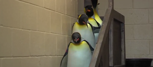 企鹅下楼 帝国进行曲伴奏 - 俄罗斯卫星通讯社