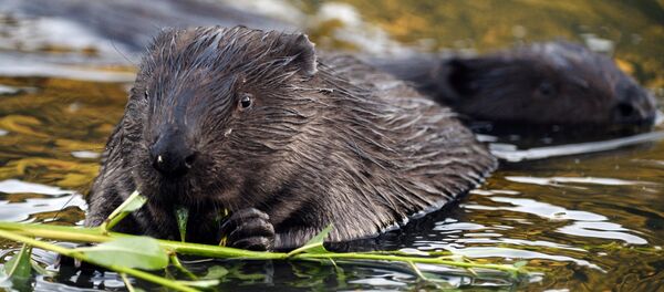 河狸修水坝致村庄受淹 - 俄罗斯卫星通讯社