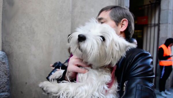 西班牙圣安东尼节宠物接受牧师祈福 - 俄罗斯卫星通讯社