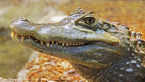 美国一条大鳄鱼企图闯入民宅 - 俄罗斯卫星通讯社