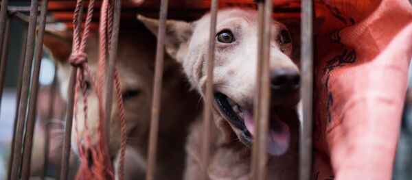 广东省一名男子因偷狗并将狗肉卖给饭馆被拘 - 俄罗斯卫星通讯社