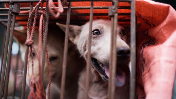 Собаки в клетках во время фестиваля собачьего мяса в Китае - 俄罗斯卫星通讯社