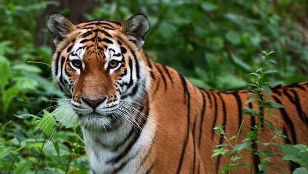 世界自然基金会：亚洲野生虎种群数量或增加两倍 - 俄罗斯卫星通讯社