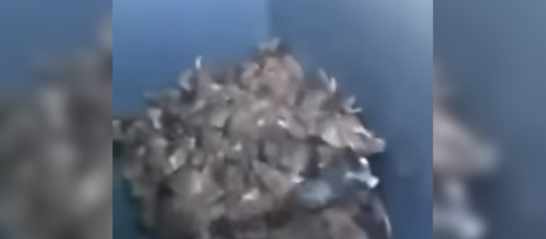 巴黎遭遇老鼠大军袭击 - 俄罗斯卫星通讯社