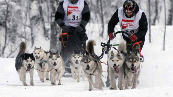 雪橇犬 - 俄罗斯卫星通讯社