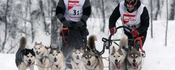 雪橇犬 - 俄罗斯卫星通讯社