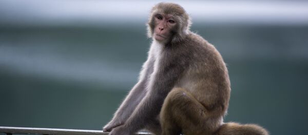 中科院:中國科學家成功掌握體細胞克隆猴技術 中科院:中國科學家成功掌握體細胞克隆猴技術 - 俄羅斯衛星通訊社