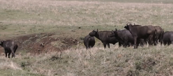 陷阱:獅子捕獵水牛的鏡頭被拍下(視頻) 陷阱:獅子捕獵水牛的鏡頭被拍下(視頻) - 俄羅斯衛星通訊社