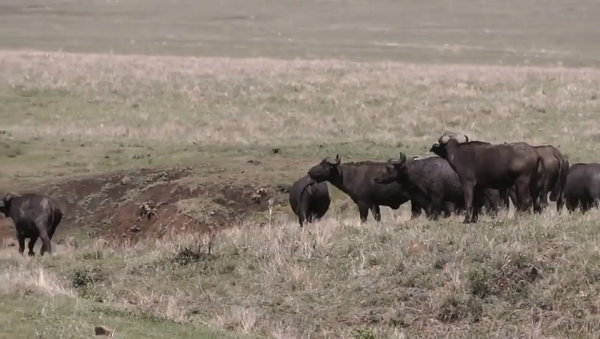 陷阱：獅子捕獵水牛的鏡頭被拍下（視頻） - 俄羅斯衛星通訊社