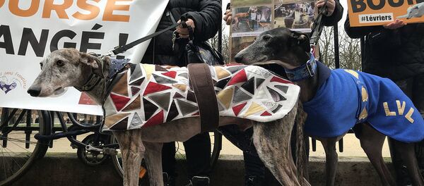 巴黎举办反对虐待意大利灰狗的抗议活动 巴黎举办反对虐待意大利灰狗的抗议活动 - 俄罗斯卫星通讯社