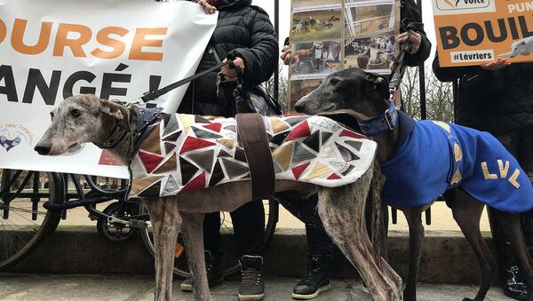 巴黎舉辦反對虐待意大利灰狗的抗議活動 - 俄羅斯衛星通訊社