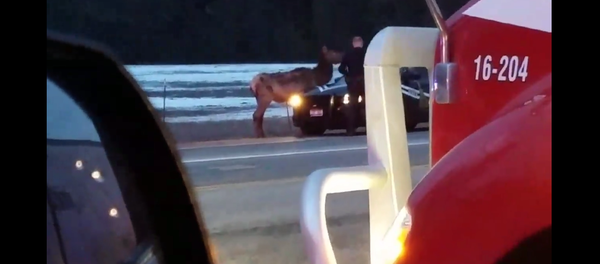 警察怎麼都趕不走愛達荷州公路上的一頭母駝鹿（視頻） - 俄羅斯衛星通訊社