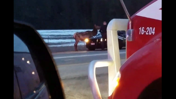 警察怎么都赶不走爱达荷州公路上的一头母驼鹿（视频） - 俄罗斯卫星通讯社