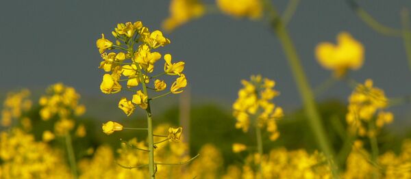 澳航飛機首次使用芥子油生物燃料從美國飛抵澳大利亞 - 俄羅斯衛星通訊社