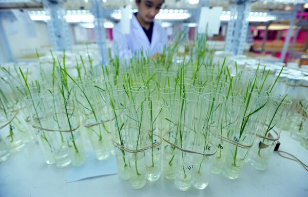 CRISPR基因組編輯技術能否“養活”中國？ - 俄羅斯衛星通訊社