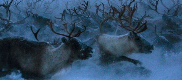 Северные олени сельскохозяйственного производственного кооператива Тундра в Мурманской области - 俄罗斯卫星通讯社
