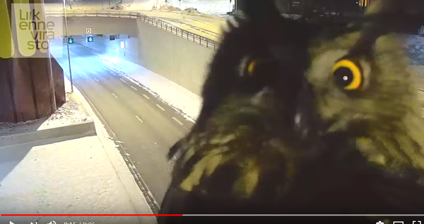 “小伙伴，我们在看什么？” - 俄罗斯卫星通讯社