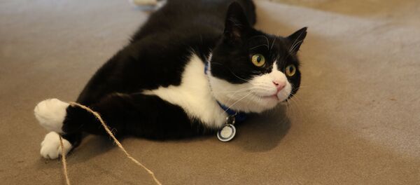 英国外交部“捕鼠官”帕默斯顿的长官对它进行了“制裁” 英国外交部“捕鼠官”帕默斯顿的长官对它进行了“制裁” - 俄罗斯卫星通讯社