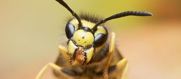 昆虫学家发现了一种背部有“锯”的寄生蜂 - 俄罗斯卫星通讯社