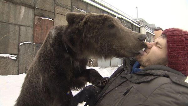 馬戲團棕熊接馴養員出院 - 俄羅斯衛星通訊社