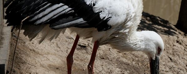 远东鹳 远东鹳 - 俄罗斯卫星通讯社