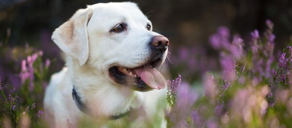 美国一只狗狗失踪十年后回家 美国一只狗狗失踪十年后回家 - 俄罗斯卫星通讯社
