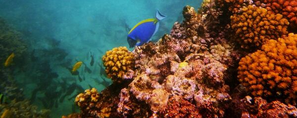 珊瑚 - 俄羅斯衛星通訊社