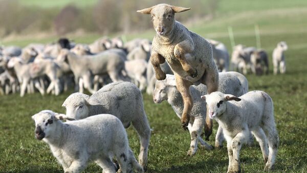 英国诞生一只五蹄羊羔 - 俄罗斯卫星通讯社