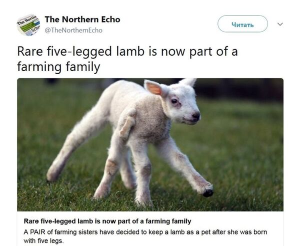英國誕生一隻五蹄羊羔 - 俄羅斯衛星通訊社