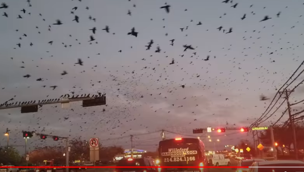 在美國可怕的黑鳥攻擊汽車 - 俄羅斯衛星通訊社