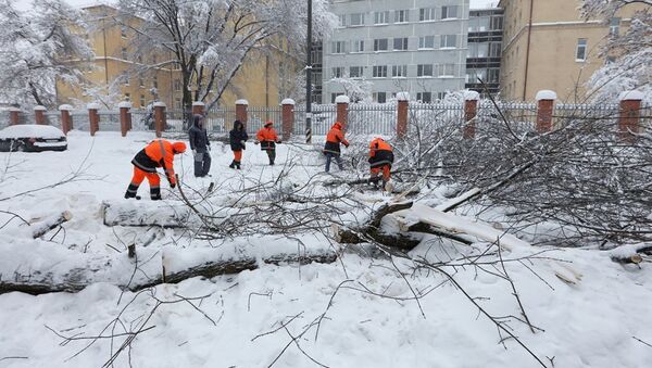 莫斯科降雪导致210多辆汽车被树木砸到 - 俄罗斯卫星通讯社