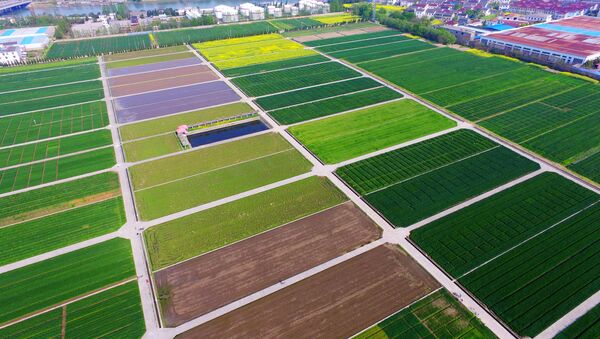 Farmers working in fields in Yangzhou, east China's Jiangsu province - 俄罗斯卫星通讯社