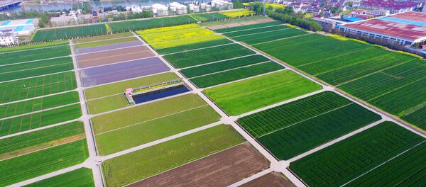 Farmers working in fields in Yangzhou, east China's Jiangsu province Farmers working in fields in Yangzhou, east China's Jiangsu province - 俄罗斯卫星通讯社