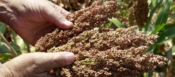 媒体:中国反制特朗普钢铝高关税的措施或针对美国农业部门 媒体:中国反制特朗普钢铝高关税的措施或针对美国农业部门 - 俄罗斯卫星通讯社