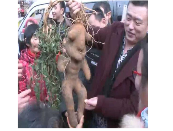 走紅“人形何首烏”竟是大紅薯 - 俄羅斯衛星通訊社