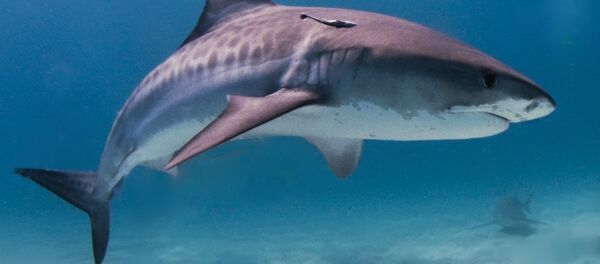 澳大利亚老人徒手打退鲨鱼 - 俄罗斯卫星通讯社