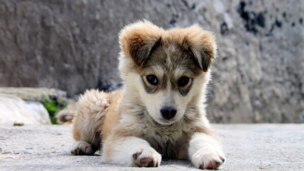 研究人员发现人们开始关爱狗的时间 - 俄罗斯卫星通讯社