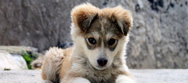 研究人员发现人们开始关爱狗的时间 - 俄罗斯卫星通讯社