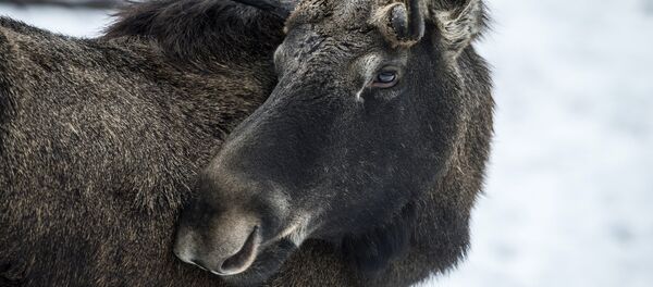 美國一架直升機與駝鹿相撞 - 俄羅斯衛星通訊社