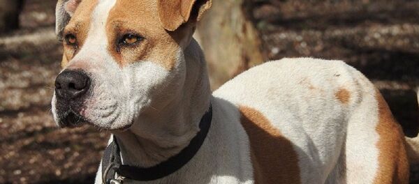 準確命中!狗狗一個助跑從車外跳進主人懷裡 準確命中!狗狗一個助跑從車外跳進主人懷裡 - 俄羅斯衛星通訊社