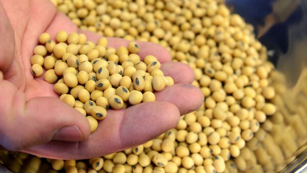 A sample of clean, processed soybeans at Peterson Farms Seed facility in Fargo - 俄羅斯衛星通訊社