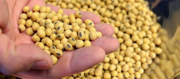 俄農業部提議中國在俄境內投資建立大豆聯合生產企業 - 俄羅斯衛星通訊社